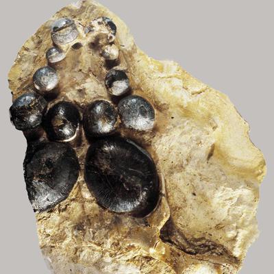 Cyamosus kuhnschnyderi