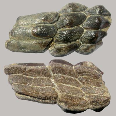 Palaeobates angustissimus