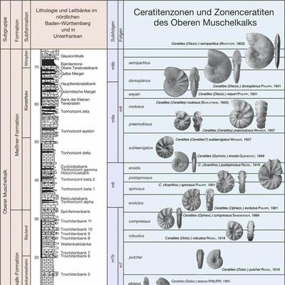 Ceratiten Biostrategraphie