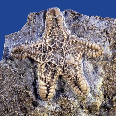 Echinodermen Muschelkalkmuseum