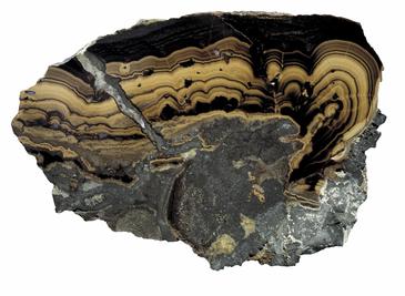 Schalenblende