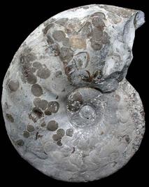 Placunopsis auf discoceratites