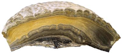 Stromatolith Jena