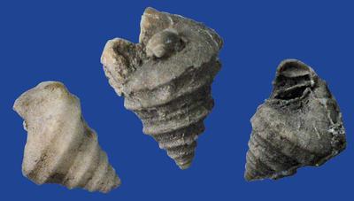 Wortheniella