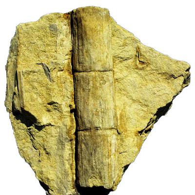 Equisetites